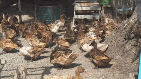 Cute duck in farm Stock Footage 103288925