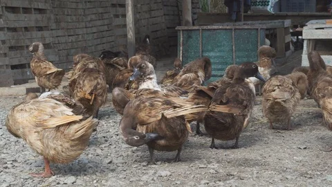 Cute duck in farm Stock Footage 103289380