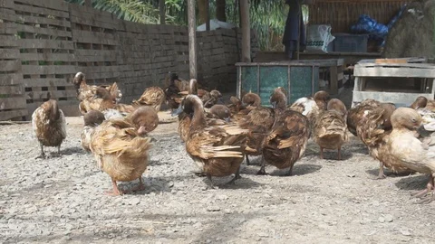 Cute duck in farm Stock Footage 103289447