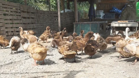 Cute duck in farm Stock Footage 103289560