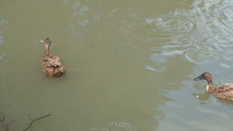 Cute duck in farm Stock Footage 103289855