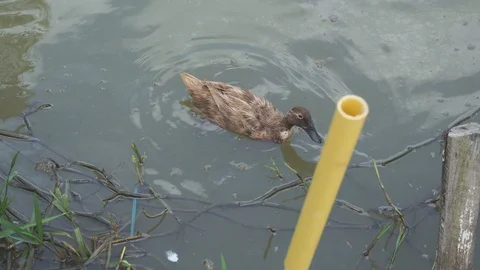 Cute duck in farm Stock Footage 103290572