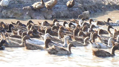 Cute duck in farm Stock Footage 108468966