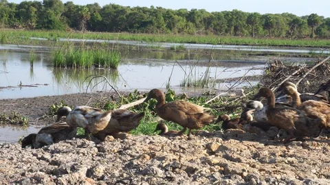Cute duck in farm Stock Footage 108469210