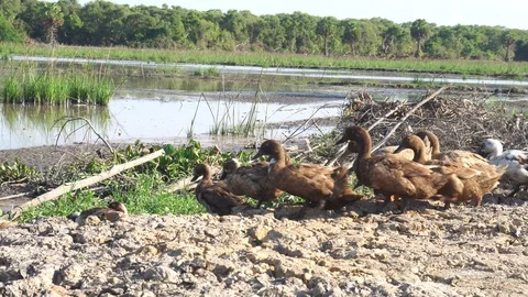 Cute duck in farm Stock Footage 108469350