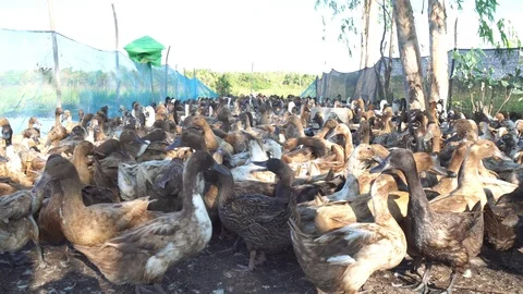 Cute duck in farm Stock Footage 108469512