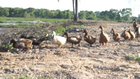 Cute duck in farm Stock Footage 108469568