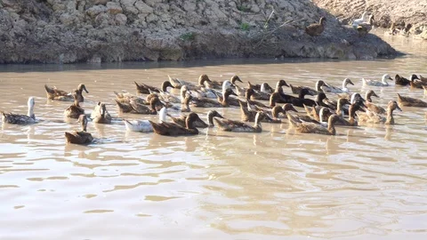 Cute duck in farm Stock Footage 108469707