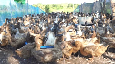 Cute duck in farm Stock Footage 108469785
