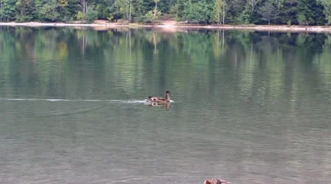 Cute duck floating on a mountain lake Stock Footage 12301682