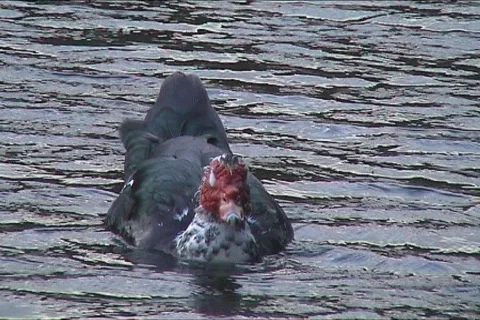 Cute duck Video stock 101176