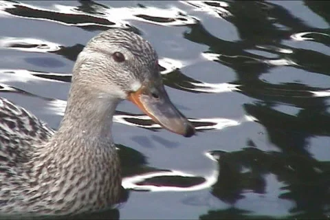 Cute duck Stock Footage 105139