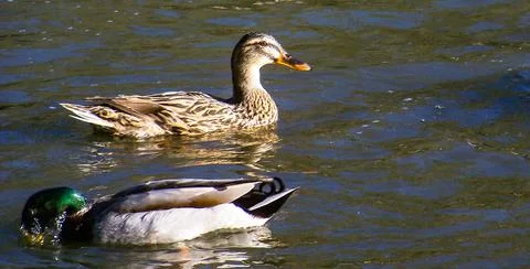 Cute duck 库存照片