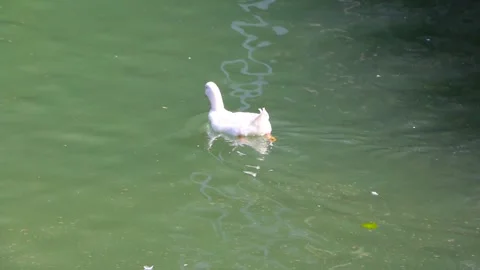 A cute duck swimming in the river Stock Footage 175374643