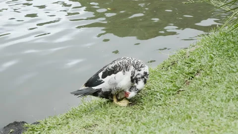 Cute duck washing itself in the grass surrounding a lake after swimming. Stock Footage 157464580