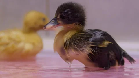 A cute duckling enjoys a swim while grooming its soft feathers in a bright Stock Footage 308885805