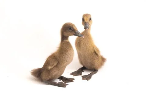 Cute duckling ( indian runner duck ) isolated on a white background Foto stock