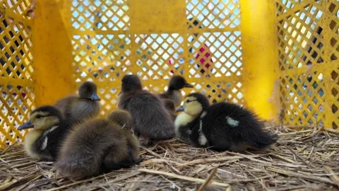 Cute Duckling Lying In Yellow Box In The Market. Stockbeeldmateriaal 265745458