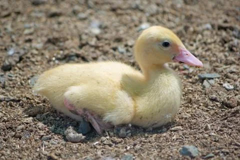 Cute duckling Stock Photos