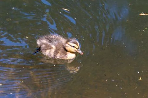 Cute duckling 스톡 사진