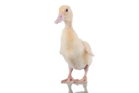 Cute duckling Stock Photos