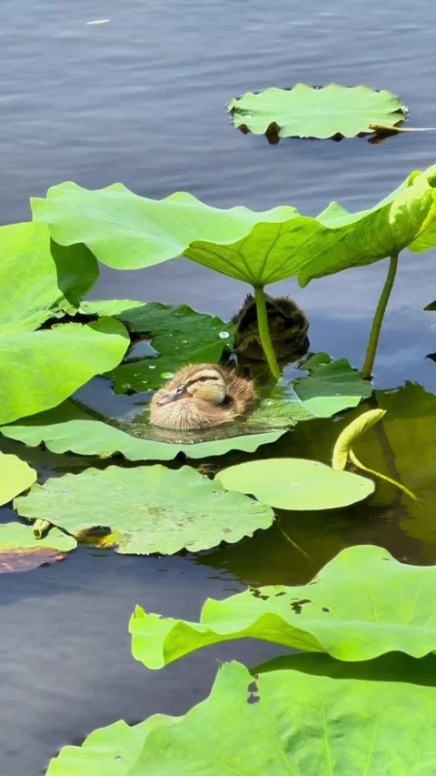 A cute duckling resting on a large green lotus leaf in a pond 库存影片 335248100