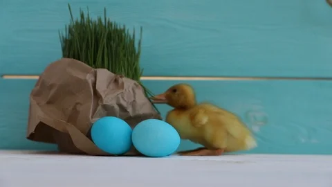 Cute Ducklings Eating Grass on Easter Eggs Background Stock Footage 122503087