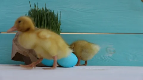 Cute Ducklings Eating Grass on Easter Eggs Background Stock Footage 122503299