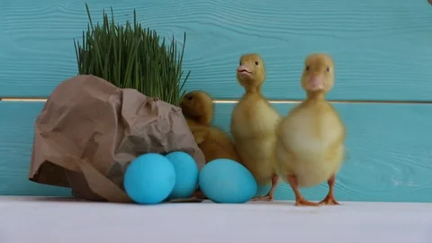 Cute Ducklings Eating Grass on Easter Eggs Background Stock Footage 122503363