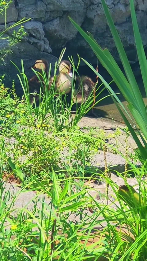 Cute ducklings exploring a lush riverbank in the sunshine 動画素材 344786063
