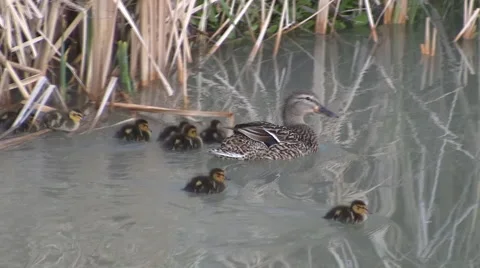 Cute Ducklings Video stock 4690433