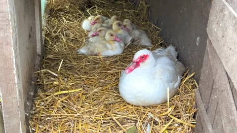 Cute ducklings Stock Footage 163154393