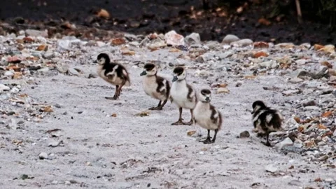 Cute ducklings Stock Footage 341936862