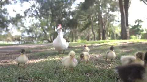 Cute ducklings with mother Stock Footage 70339069