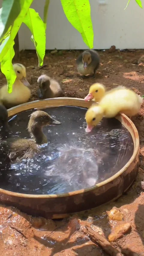 Cute Ducklings Playing and Swimming in a Small Basin Stock Footage 344250053