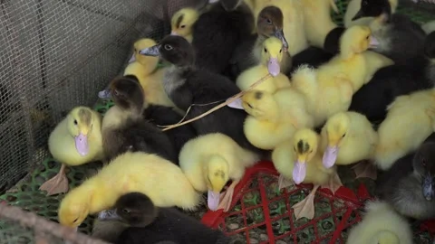 Cute ducklings resting in a cage Vídeo Stock 304977432
