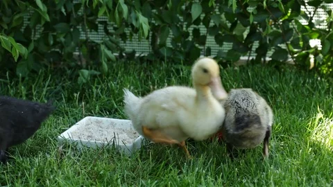 Cute ducklings taking turns drinking water waddling in the fresh grass Video stock 90645733