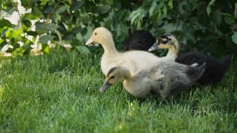 Cute ducklings walking in the grass Видео 118260681