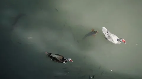 Cute ducks and school of catfish swim in park small pond Stock Footage 179324963