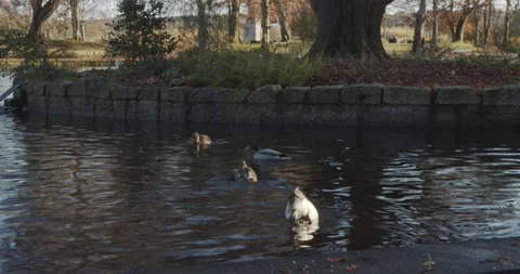 Cute Ducks Diving in a Lake in Aberdeen, Scotland Stock Footage 145477758