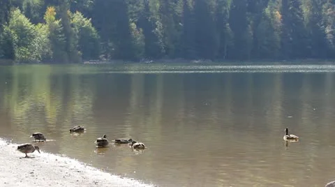 Cute ducks floating on a lake and walking on the shore for food Stock Footage 12303452