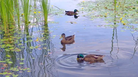 Cute ducks Stock Footage 312135814