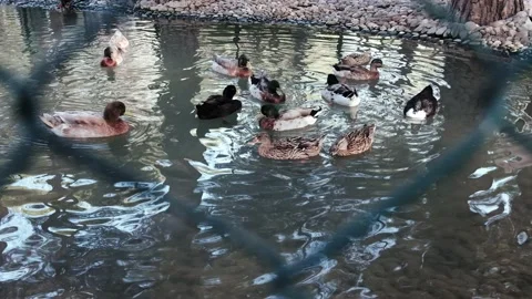Cute ducks swimming in captivity behind mesh green grid metal fence Stock Footage 149378023