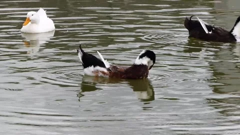 Cute ducks swimming in lake Stock-Footage 243259082
