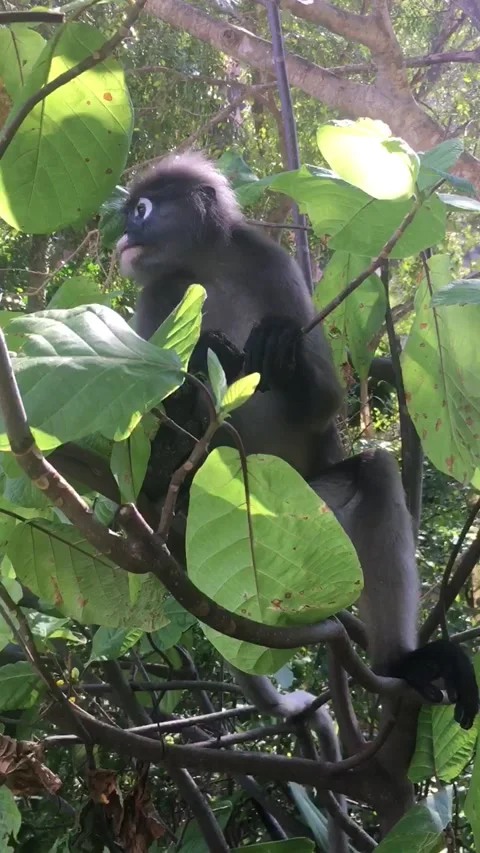 Cute dusky leaf monkey, langur in forest eating green leaves, Railay, Krabi Stock Footage 133196514