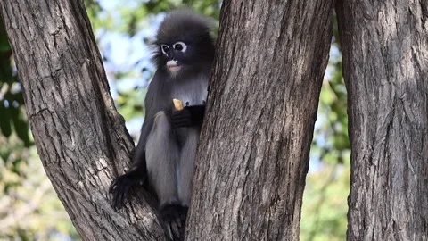 Cute dusky leaf monkey, spectacled langur sitting on tree, eating dried ban.. Video stock 302147275