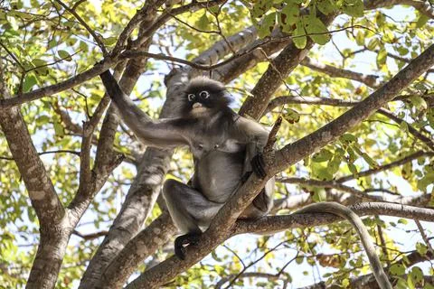 Cute dusky leaf monkey, spectacled langur sits on a tree branch in the jung.. Stock Photos