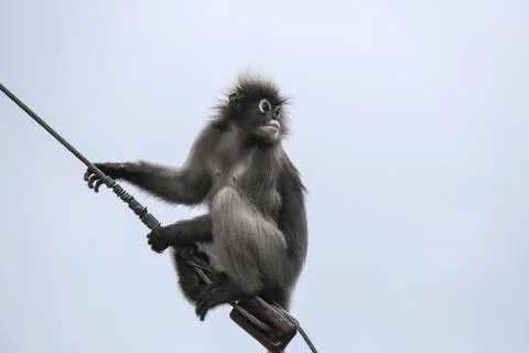A cute dusky leaf monkey (Trachypithecus obscurus) sits on a wire. Stock Photos
