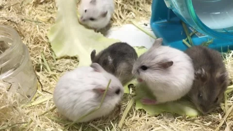 Cute Dwarf 5Hamster Eating cabbage – Close Up Vídeos de archivo 325657541