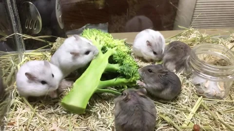 Cute Dwarf 6Hamster Eating broccoli Vídeos de archivo 326645941